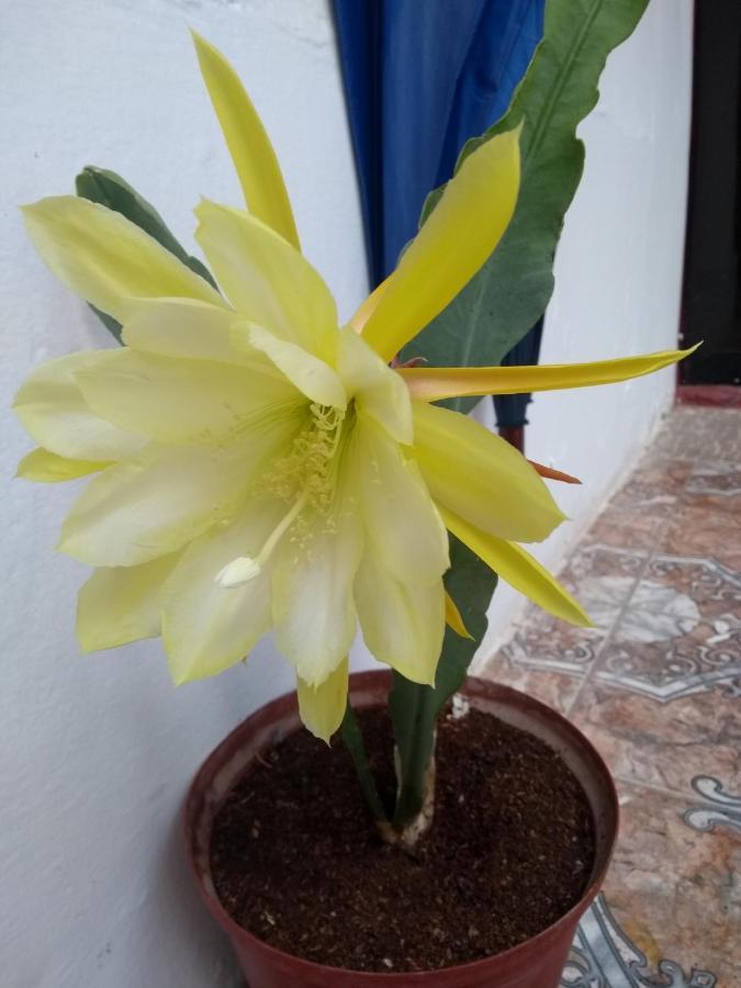 Viru Guest House & Experience Cusco Ngoại thất bức ảnh